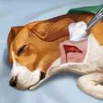 Скачать взлом Operate Now: Animal Hospital [мод: много жизней] на Андроид