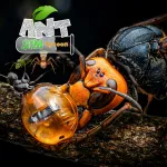 Мод на Андроид: Ant Sim Tycoon v3 APK Мод (Меню, Много денег) на Андроид